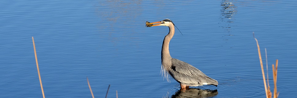 Great Blue Herons can be found throughout Weld County near water.