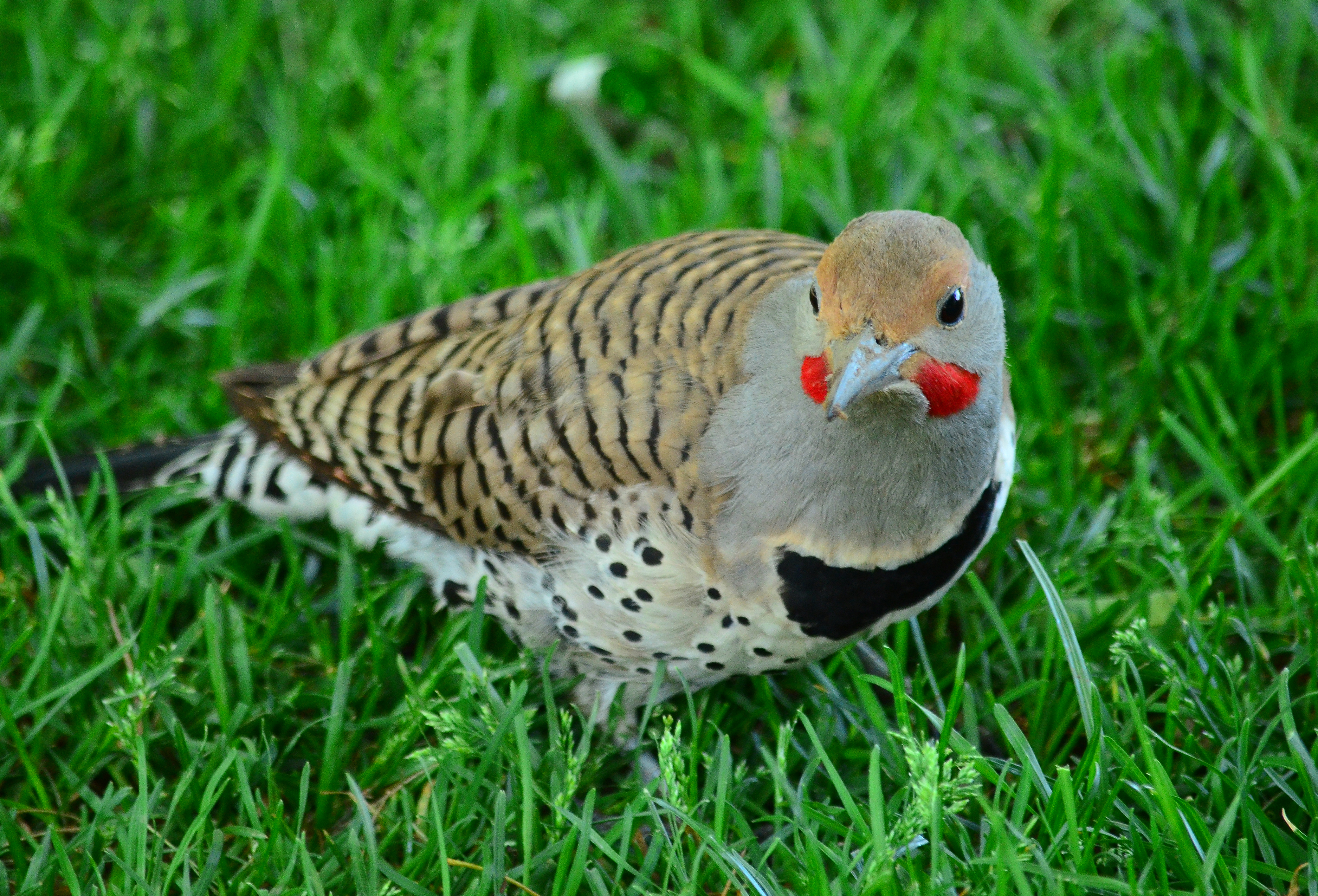 Northern Flicker
