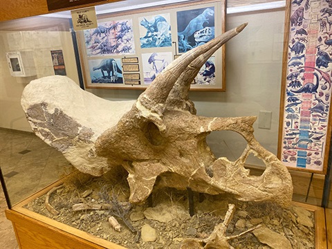 The fossil in the display case at the county administration building.