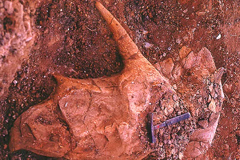 Pops fossilized skull in the ground in 1982.
