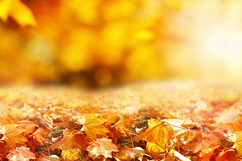 2024_Getty_Leaves on the ground_091924_001_w.jpg