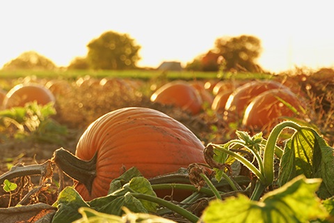 Pumpkins in a field.