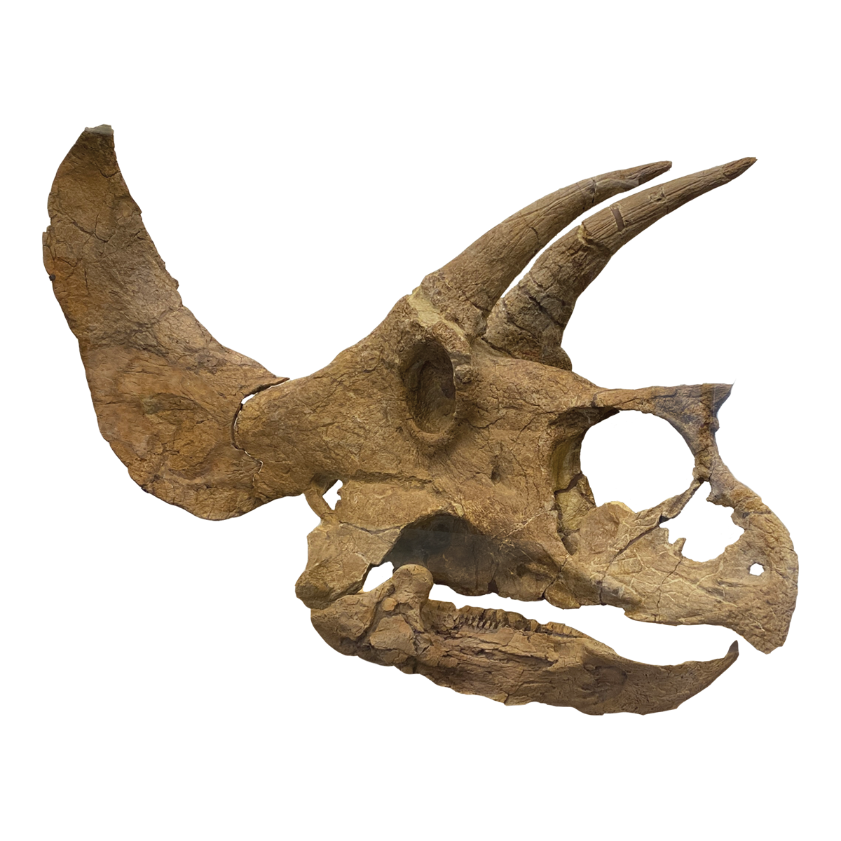 Pops the Triceratops Discover Weld