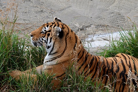 A tiger at the Wild Animal Sanctuary