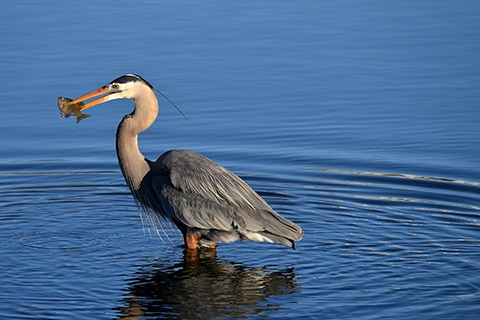 A heron in a lake in Greeley